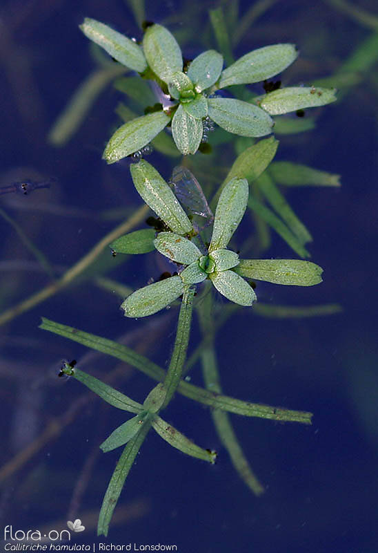 Callitriche hamulata - Folha (geral) | Richard Lansdown; CC BY-NC 4.0