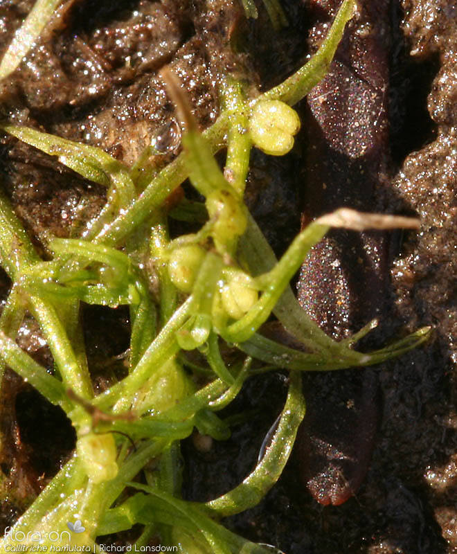 Callitriche hamulata - Fruto | Richard Lansdown; CC BY-NC 4.0