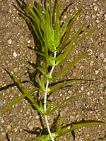 Callitriche lusitanica