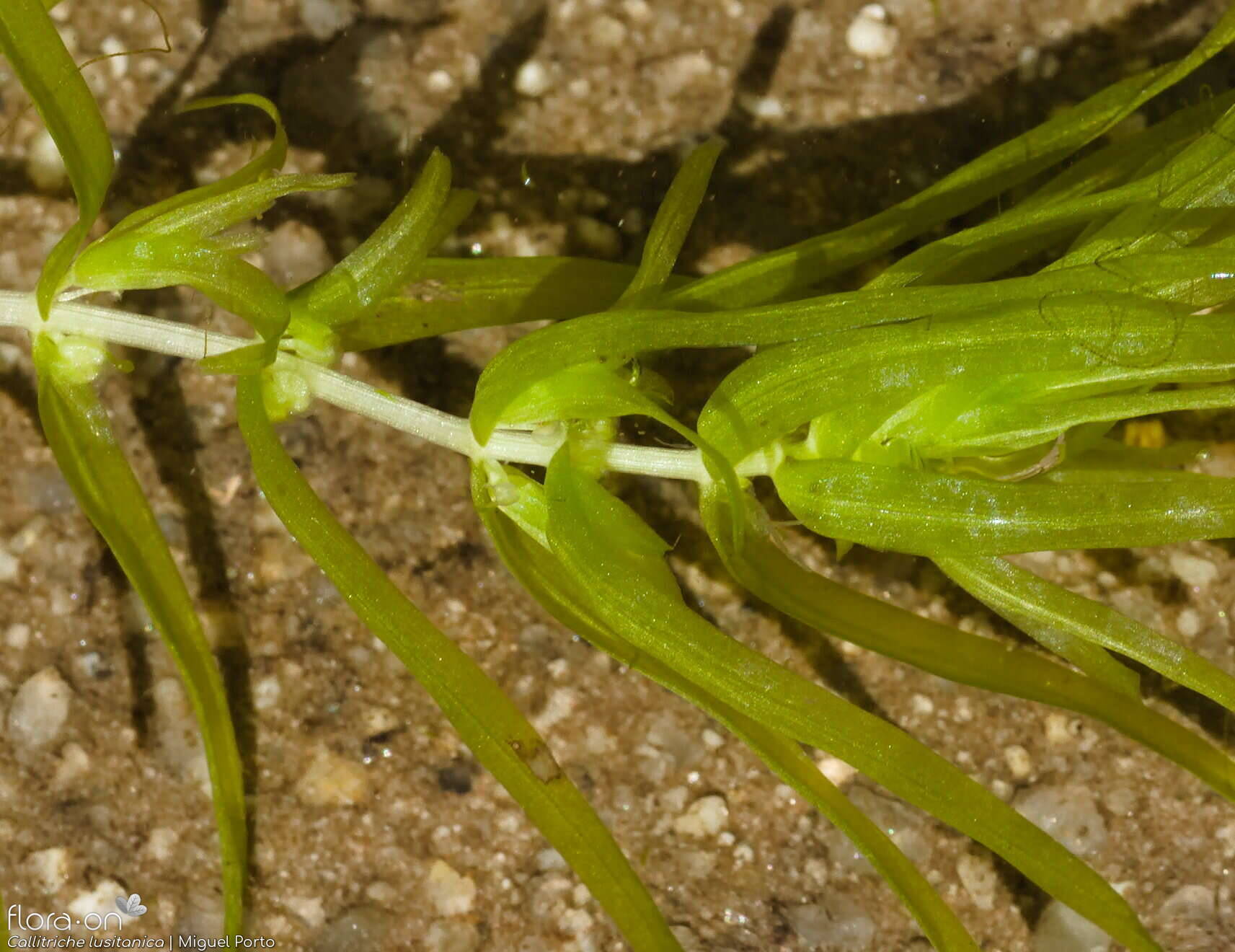Callitriche lusitanica - Folha | Miguel Porto; CC BY-NC 4.0