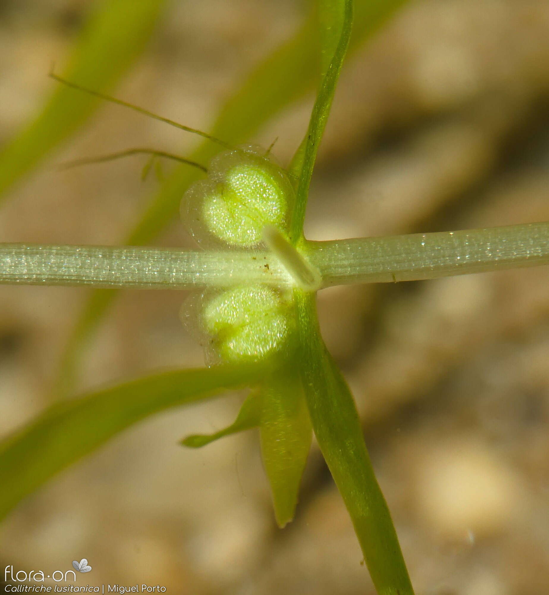 Callitriche lusitanica - Fruto | Miguel Porto; CC BY-NC 4.0