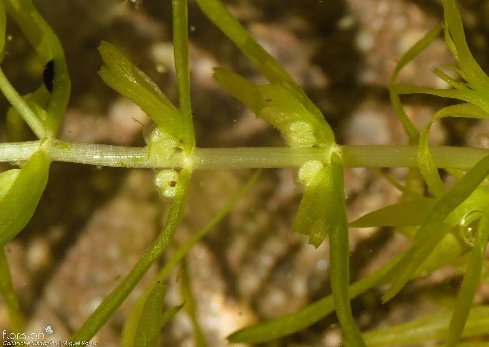 Callitriche lusitanica - Fruto | Miguel Porto; CC BY-NC 4.0