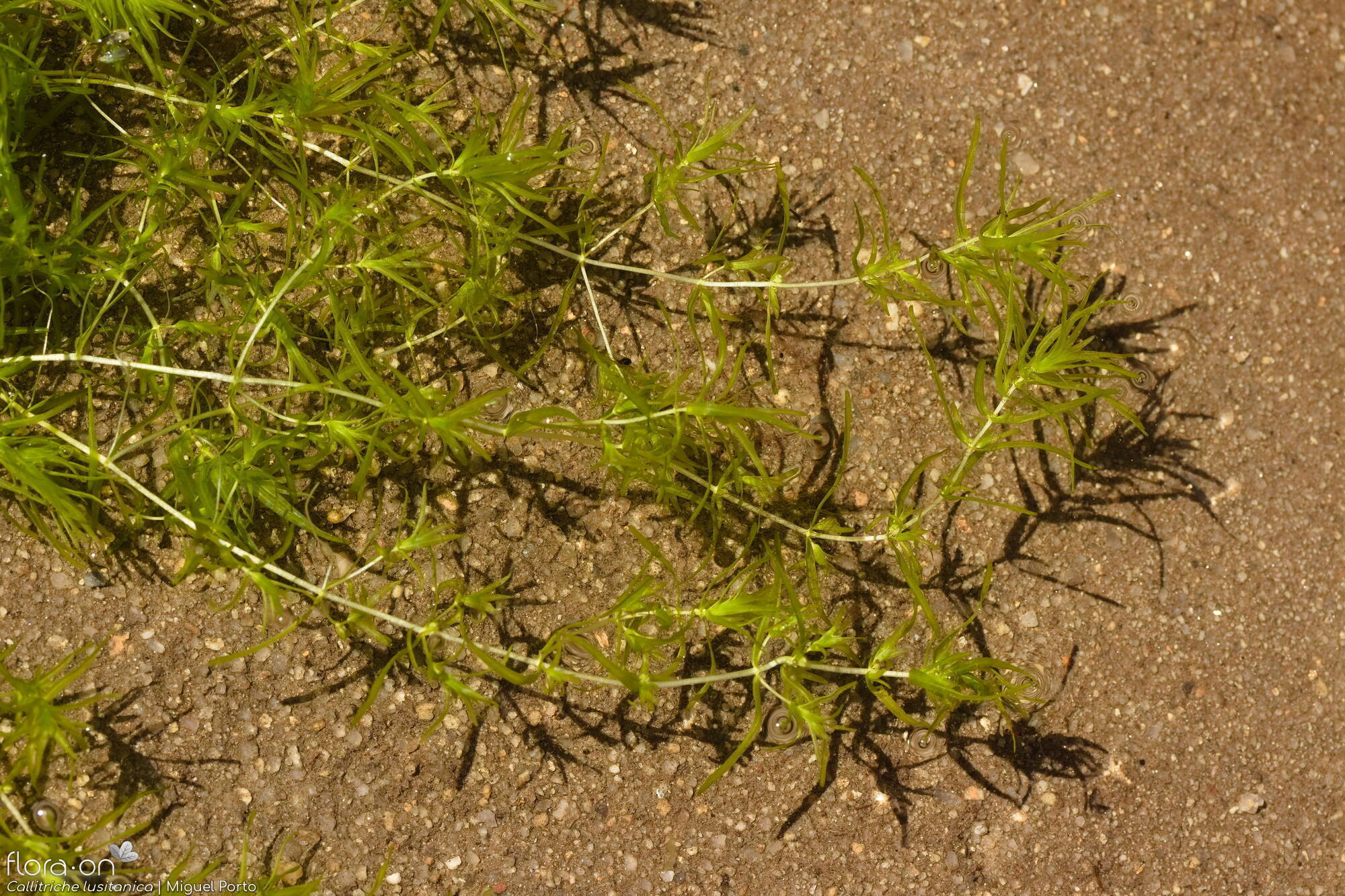 Callitriche lusitanica - Hábito | Miguel Porto; CC BY-NC 4.0