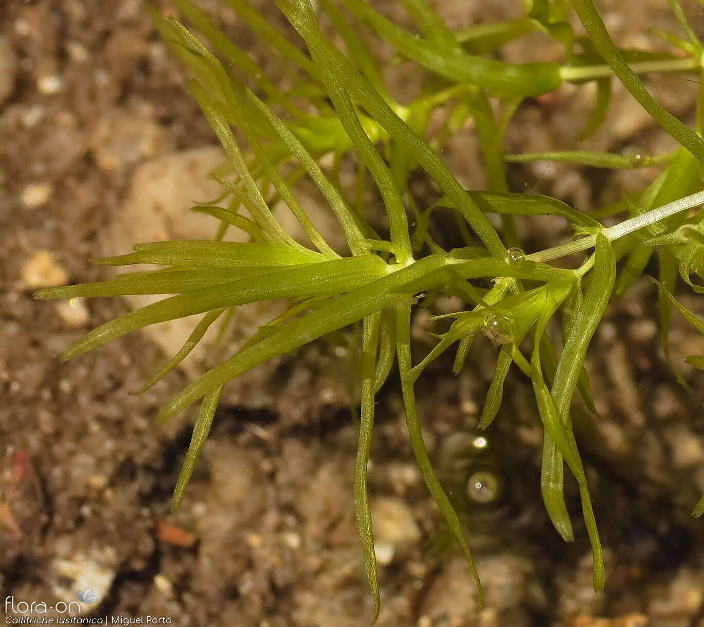 Callitriche lusitanica - Folha (geral) | Miguel Porto; CC BY-NC 4.0