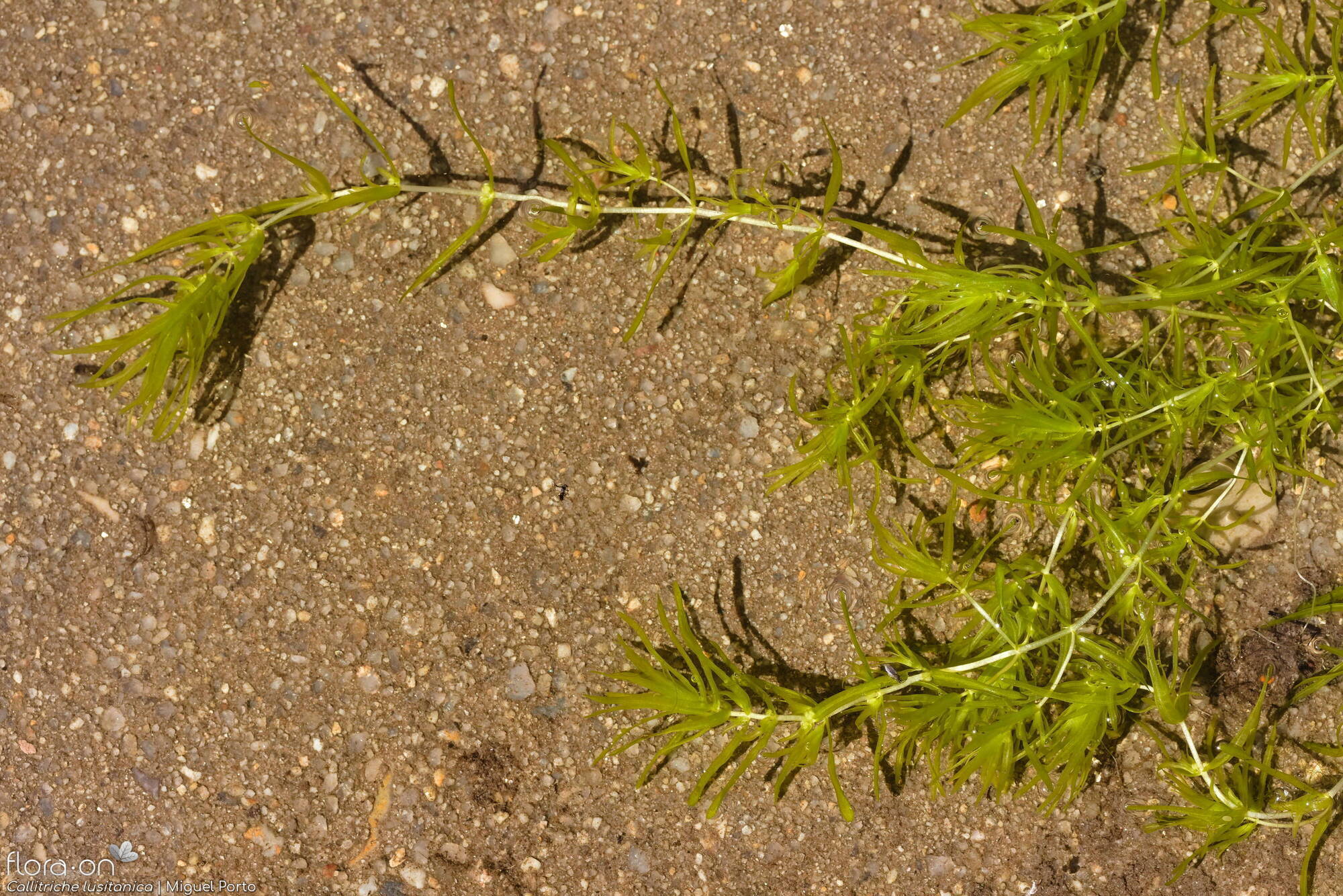 Callitriche lusitanica - Hábito | Miguel Porto; CC BY-NC 4.0
