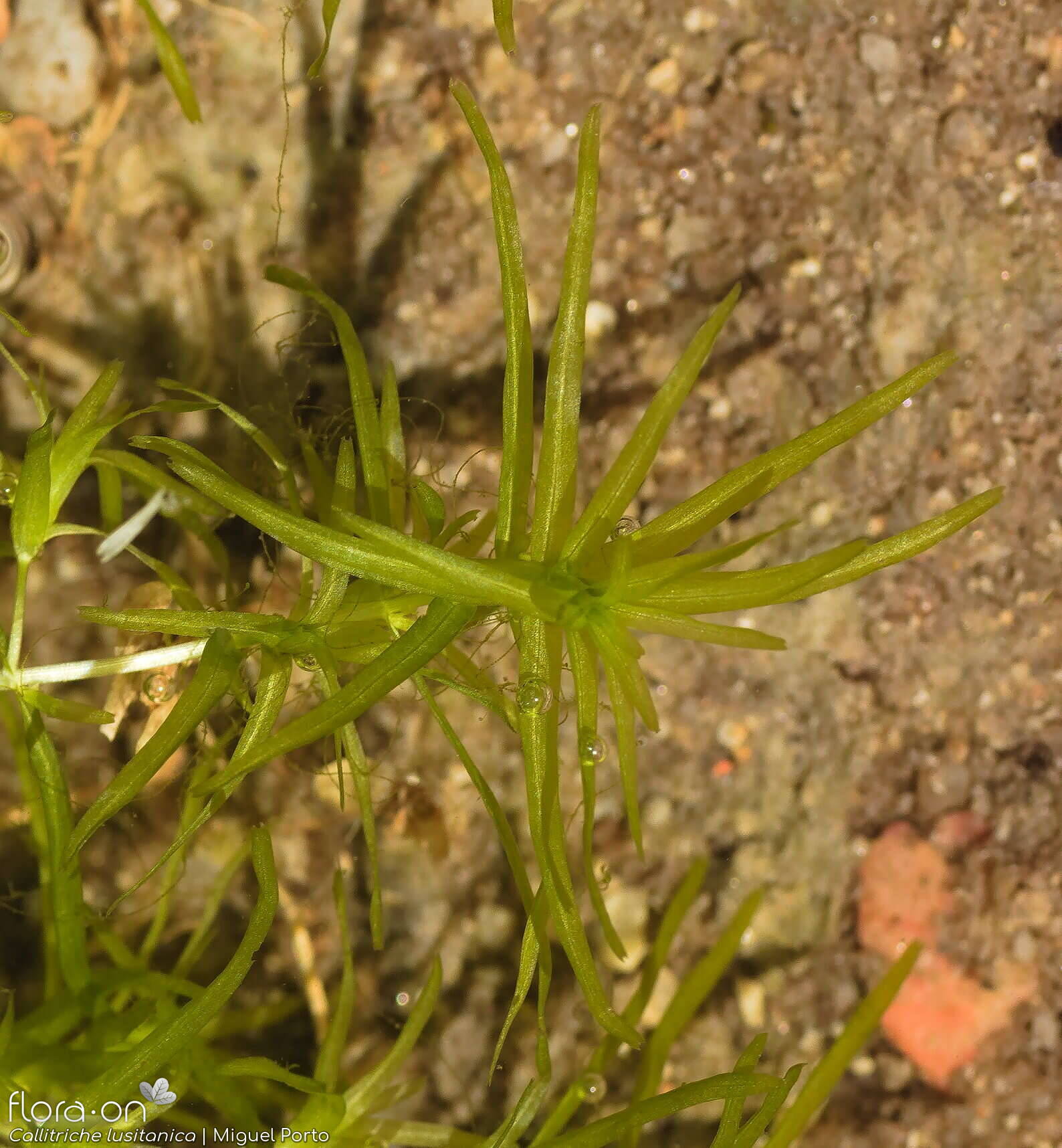 Callitriche lusitanica - Folha (geral) | Miguel Porto; CC BY-NC 4.0