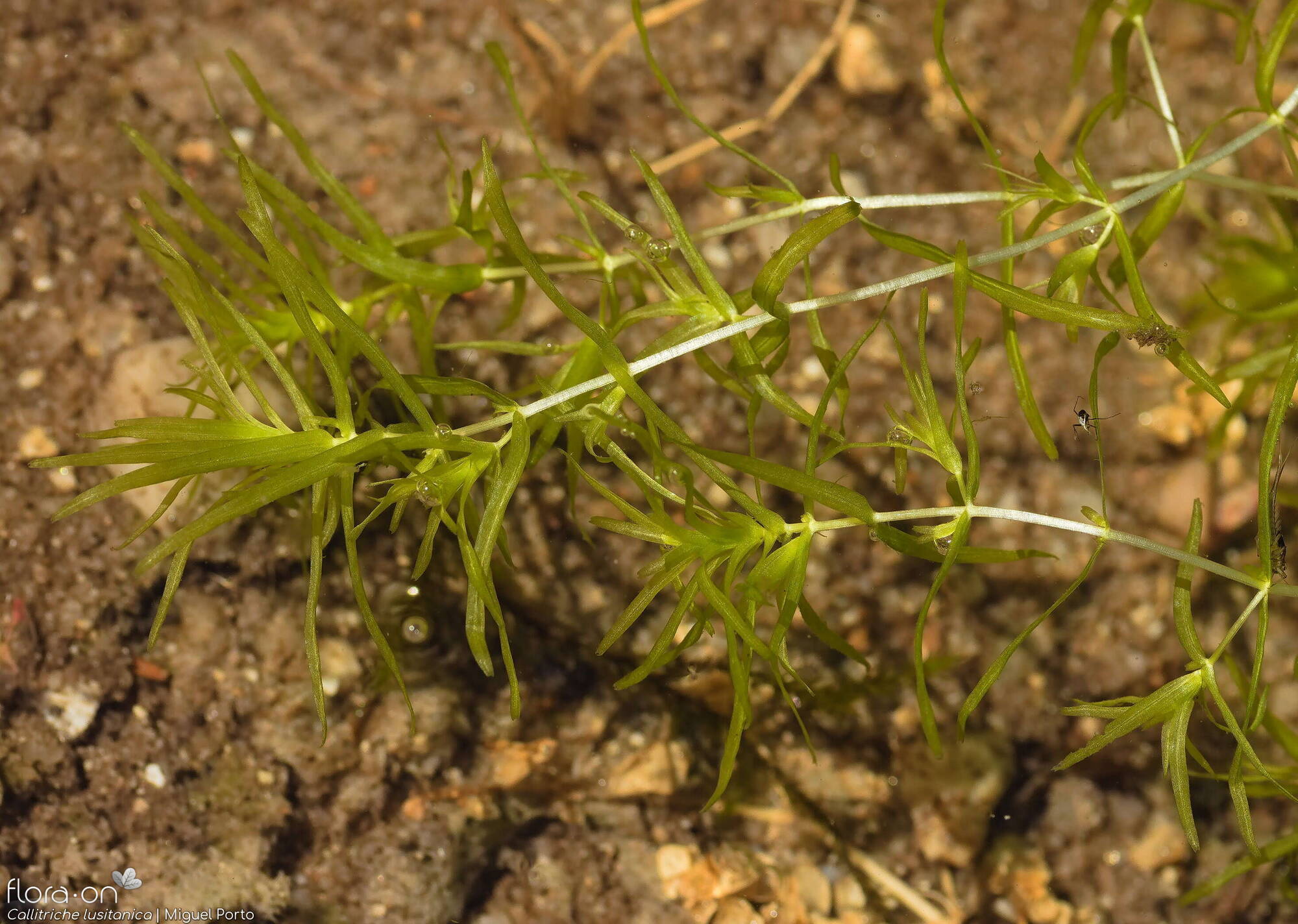 Callitriche lusitanica - Hábito | Miguel Porto; CC BY-NC 4.0