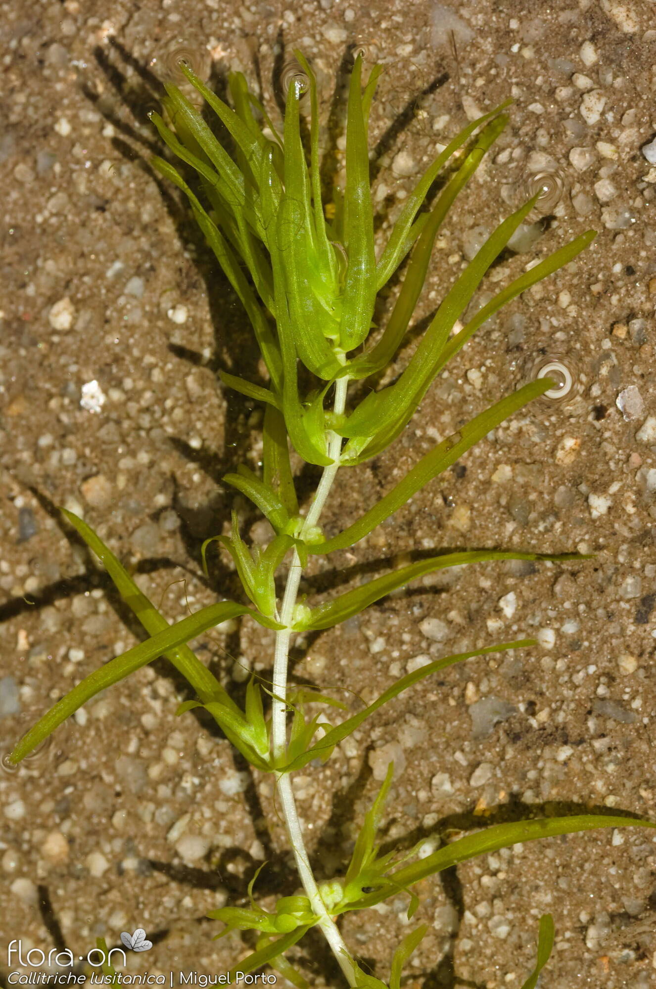 Callitriche lusitanica - Folha (geral) | Miguel Porto; CC BY-NC 4.0