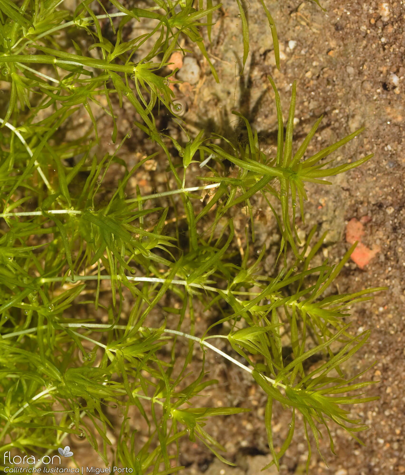Callitriche lusitanica - Hábito | Miguel Porto; CC BY-NC 4.0