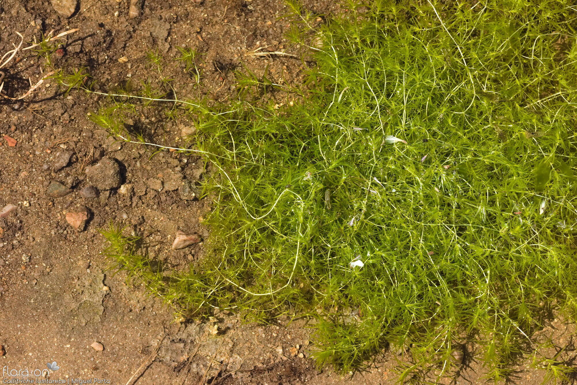 Callitriche lusitanica - Hábito | Miguel Porto; CC BY-NC 4.0