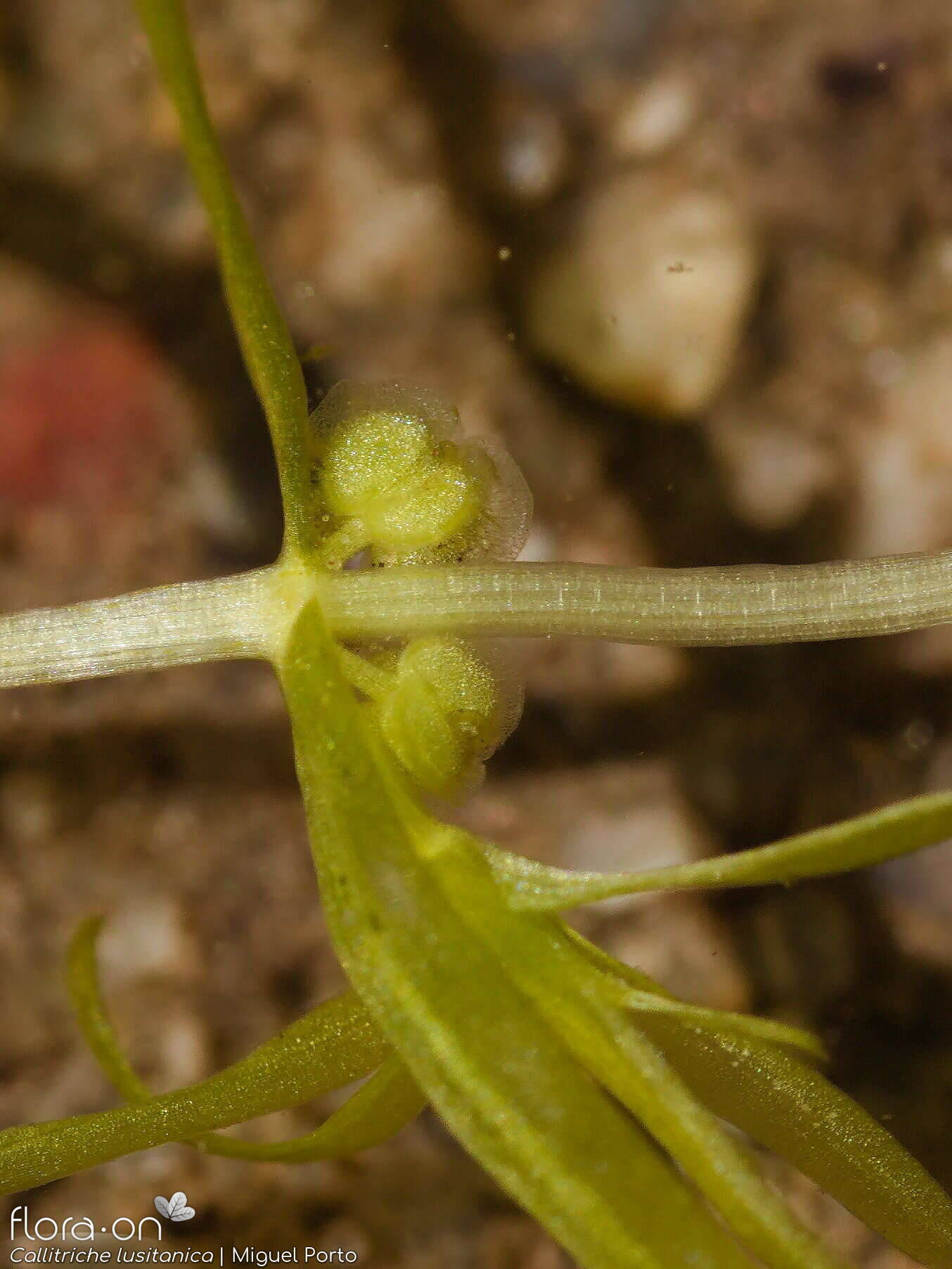 Callitriche lusitanica - Fruto | Miguel Porto; CC BY-NC 4.0