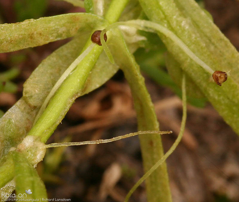 Callitriche obtusangula - Flor (close-up) | Richard Lansdown; CC BY-NC 4.0