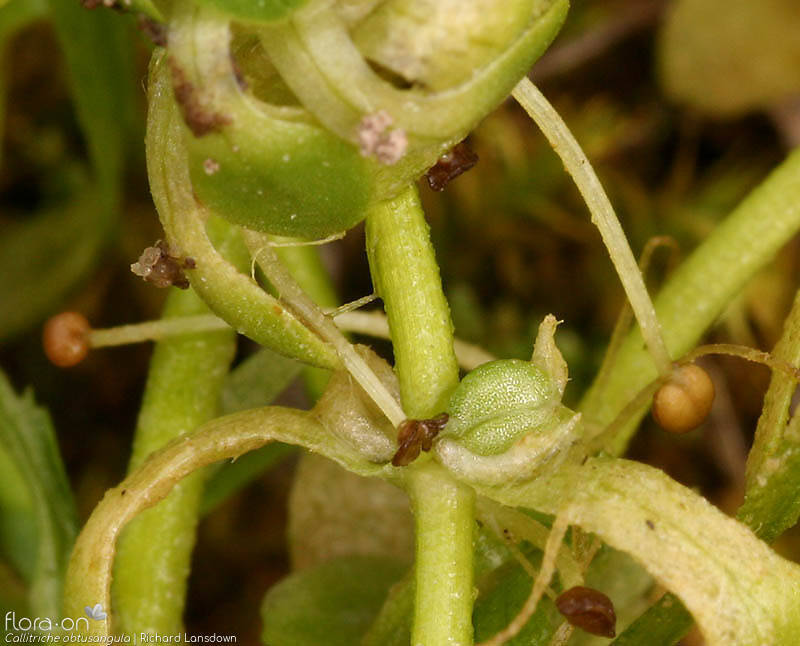 Callitriche obtusangula - Fruto | Richard Lansdown; CC BY-NC 4.0