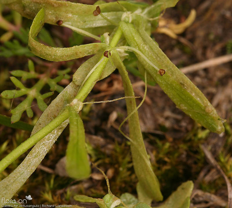 Callitriche obtusangula - Flor (geral) | Richard Lansdown; CC BY-NC 4.0