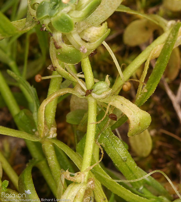 Callitriche obtusangula - Flor (geral) | Richard Lansdown; CC BY-NC 4.0