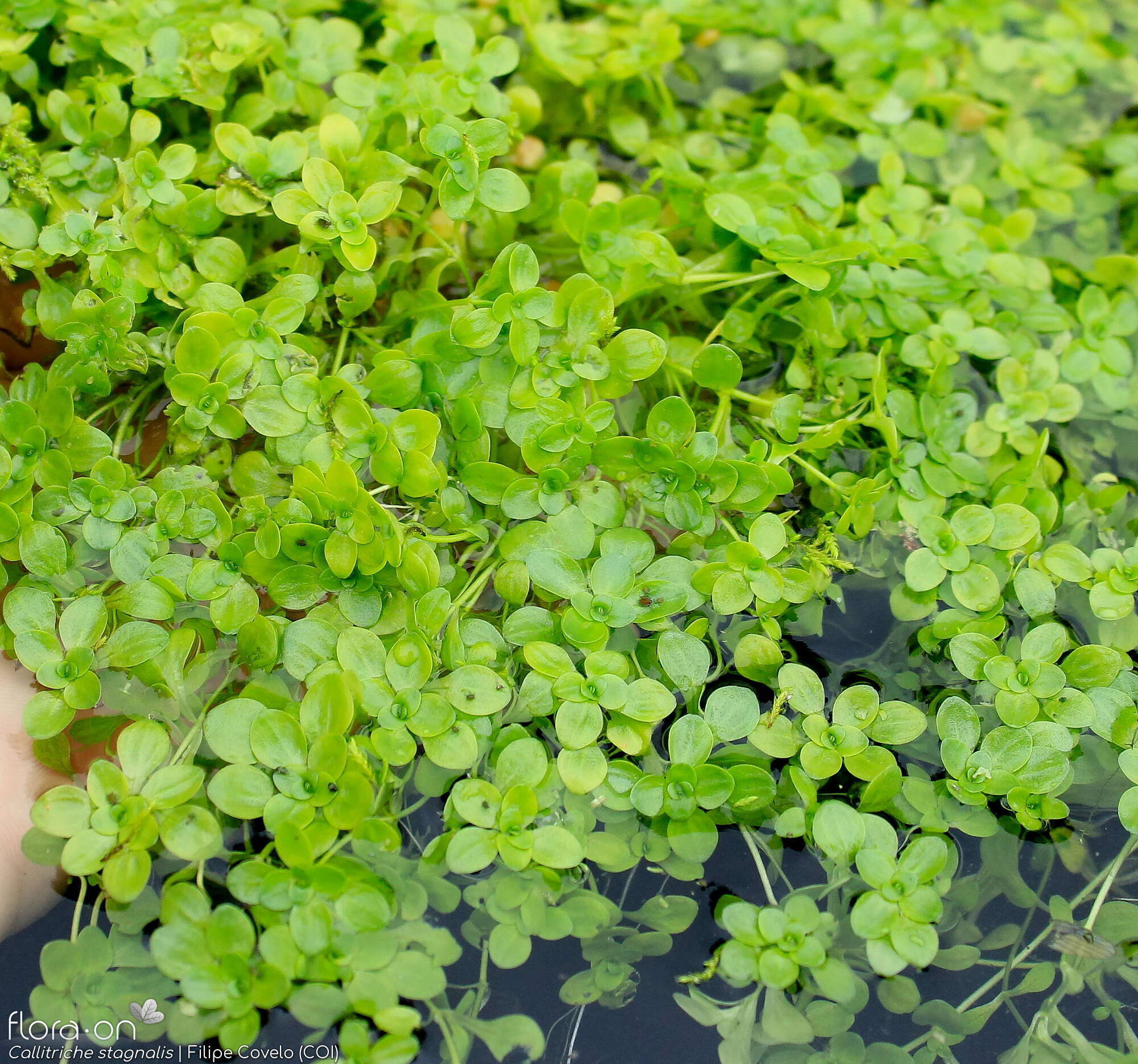 Callitriche stagnalis - Hábito | Filipe Covelo; CC BY-NC 4.0