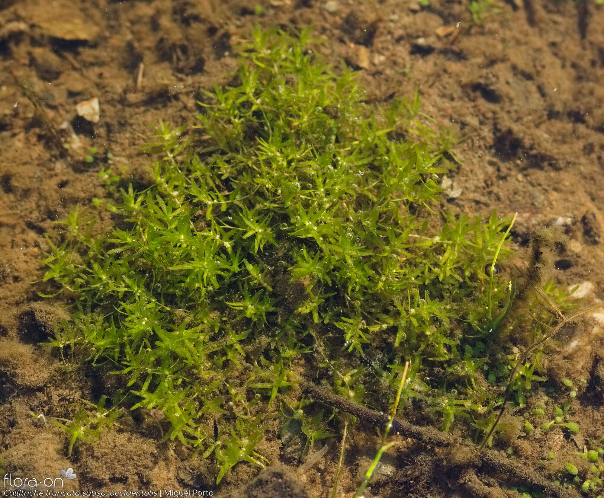 Callitriche truncata occidentalis - Hábito | Miguel Porto; CC BY-NC 4.0
