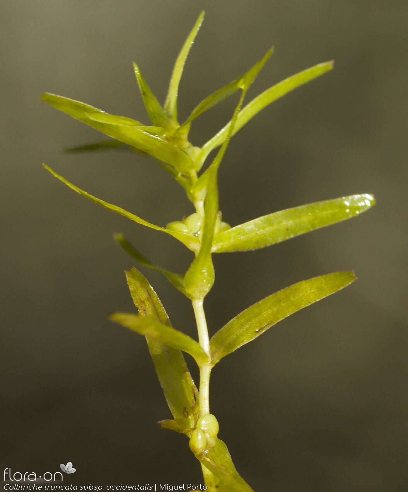 Callitriche truncata occidentalis - Folha | Miguel Porto; CC BY-NC 4.0