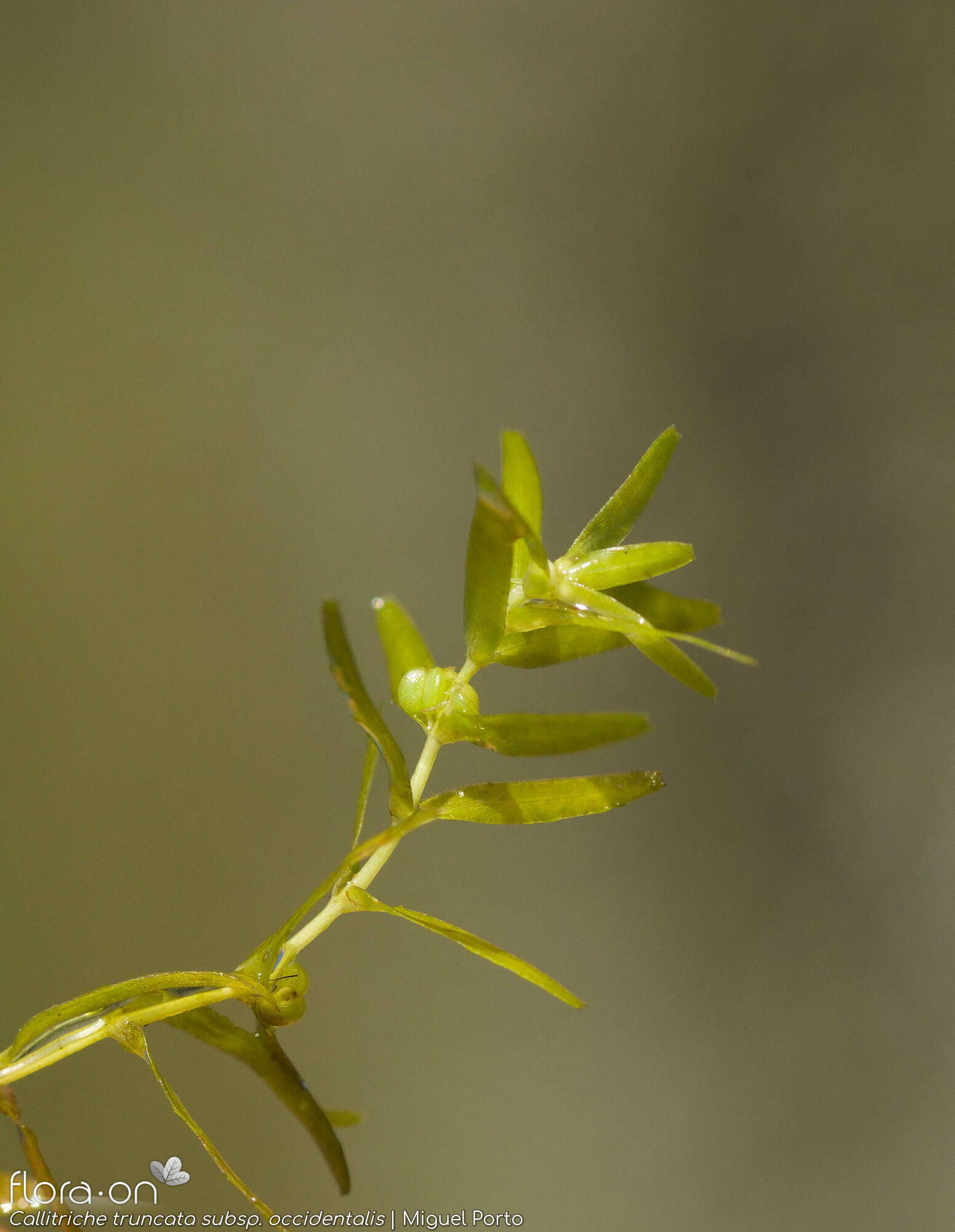 Callitriche truncata occidentalis - Folha (geral) | Miguel Porto; CC BY-NC 4.0