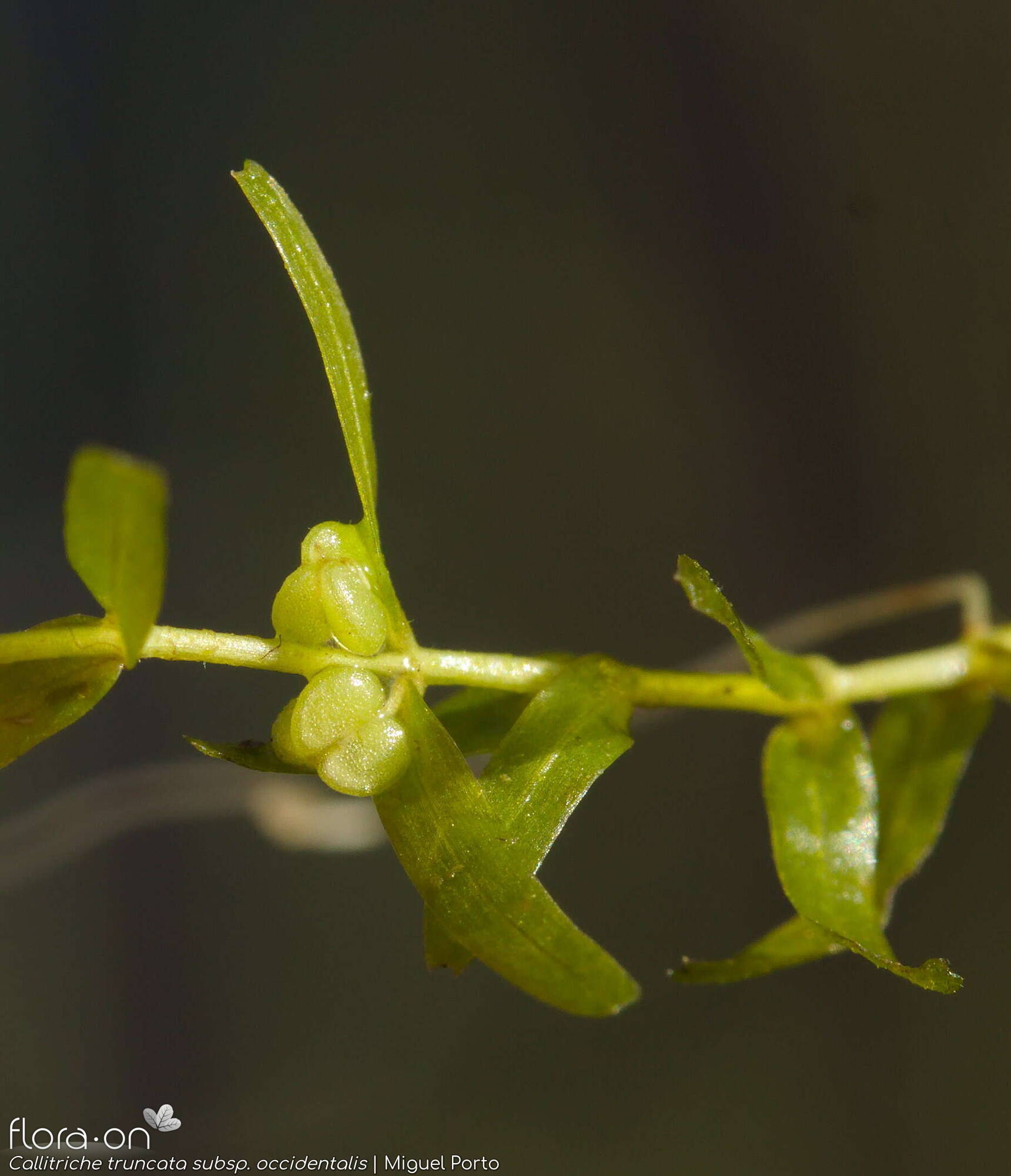 Callitriche truncata occidentalis - Fruto | Miguel Porto; CC BY-NC 4.0