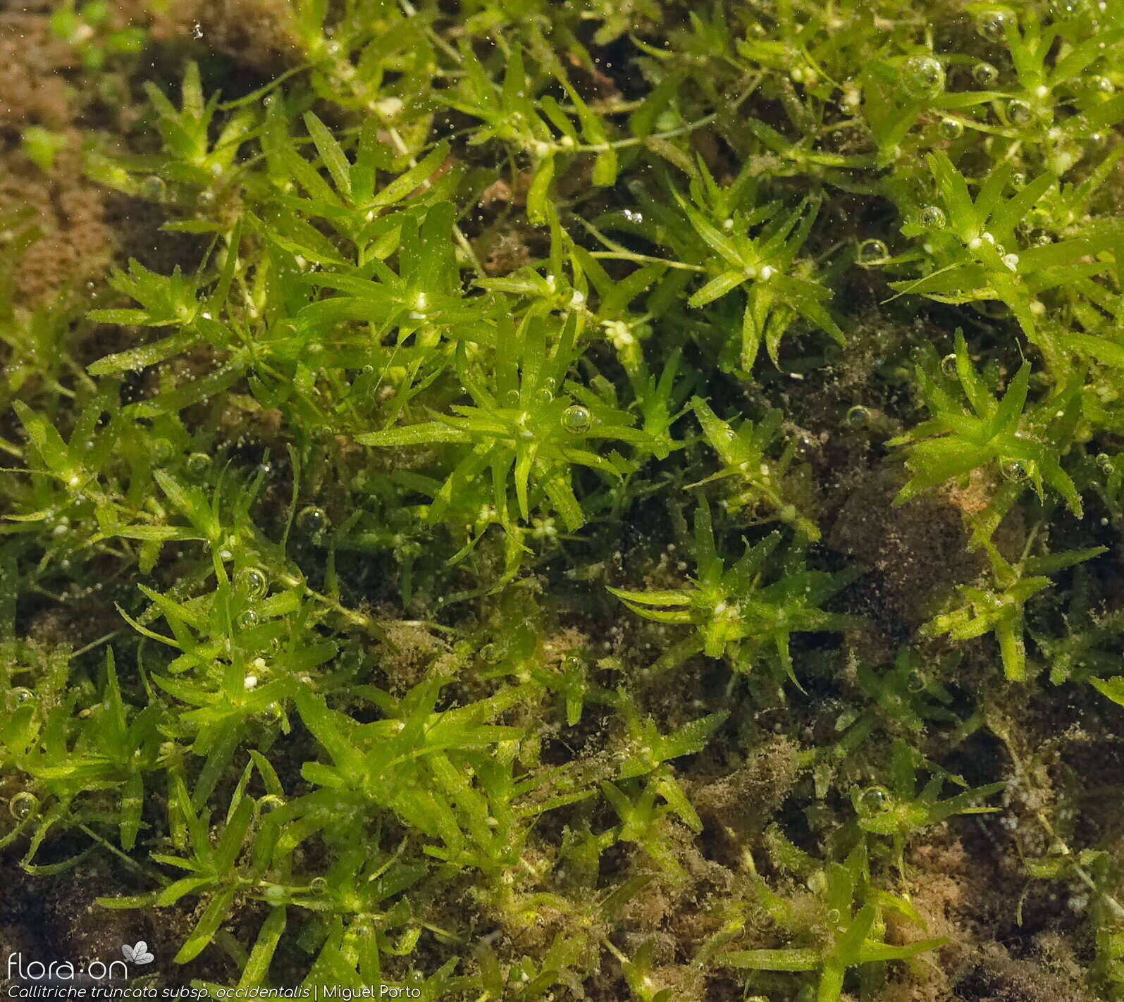 Callitriche truncata occidentalis - Hábito | Miguel Porto; CC BY-NC 4.0