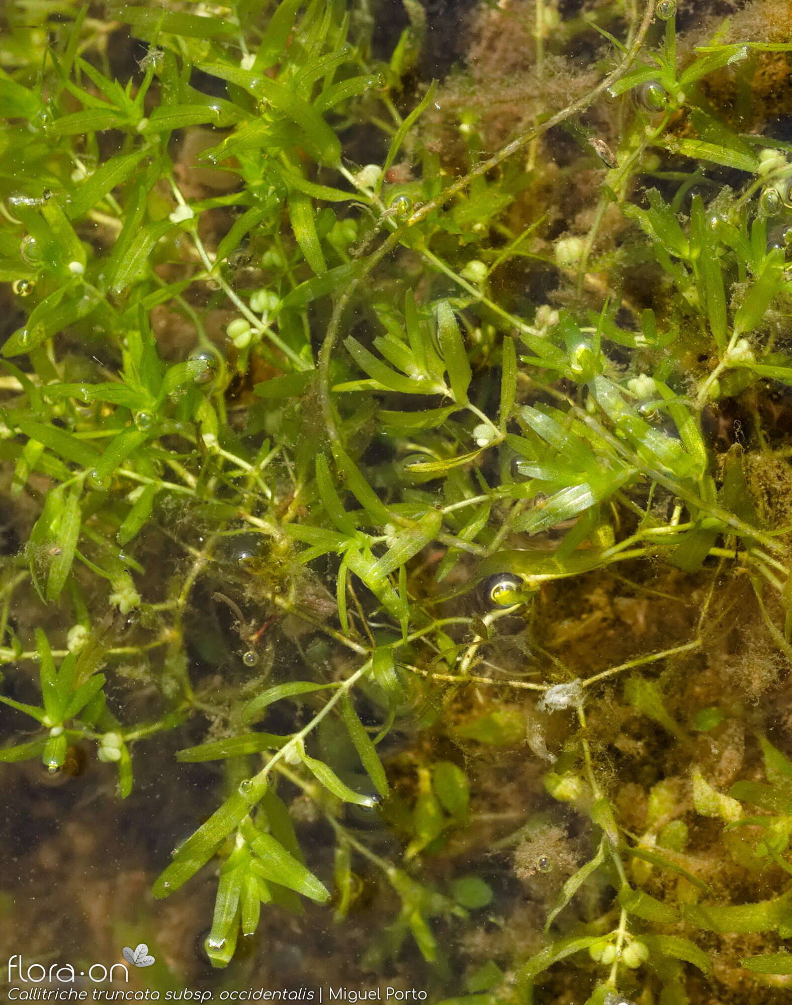 Callitriche truncata occidentalis - Hábito | Miguel Porto; CC BY-NC 4.0