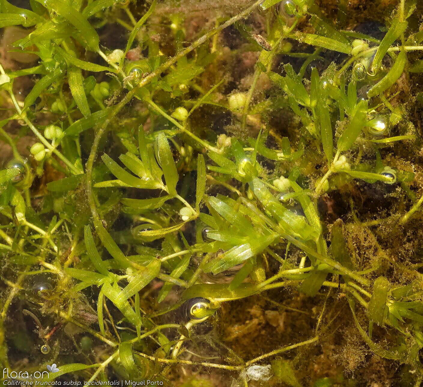 Callitriche truncata occidentalis - Hábito | Miguel Porto; CC BY-NC 4.0