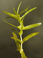Callitriche truncata