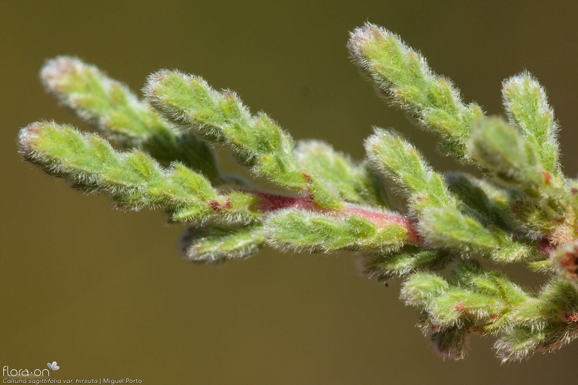 Calluna sagittifolia hirsuta - Folha | Miguel Porto; CC BY-NC 4.0