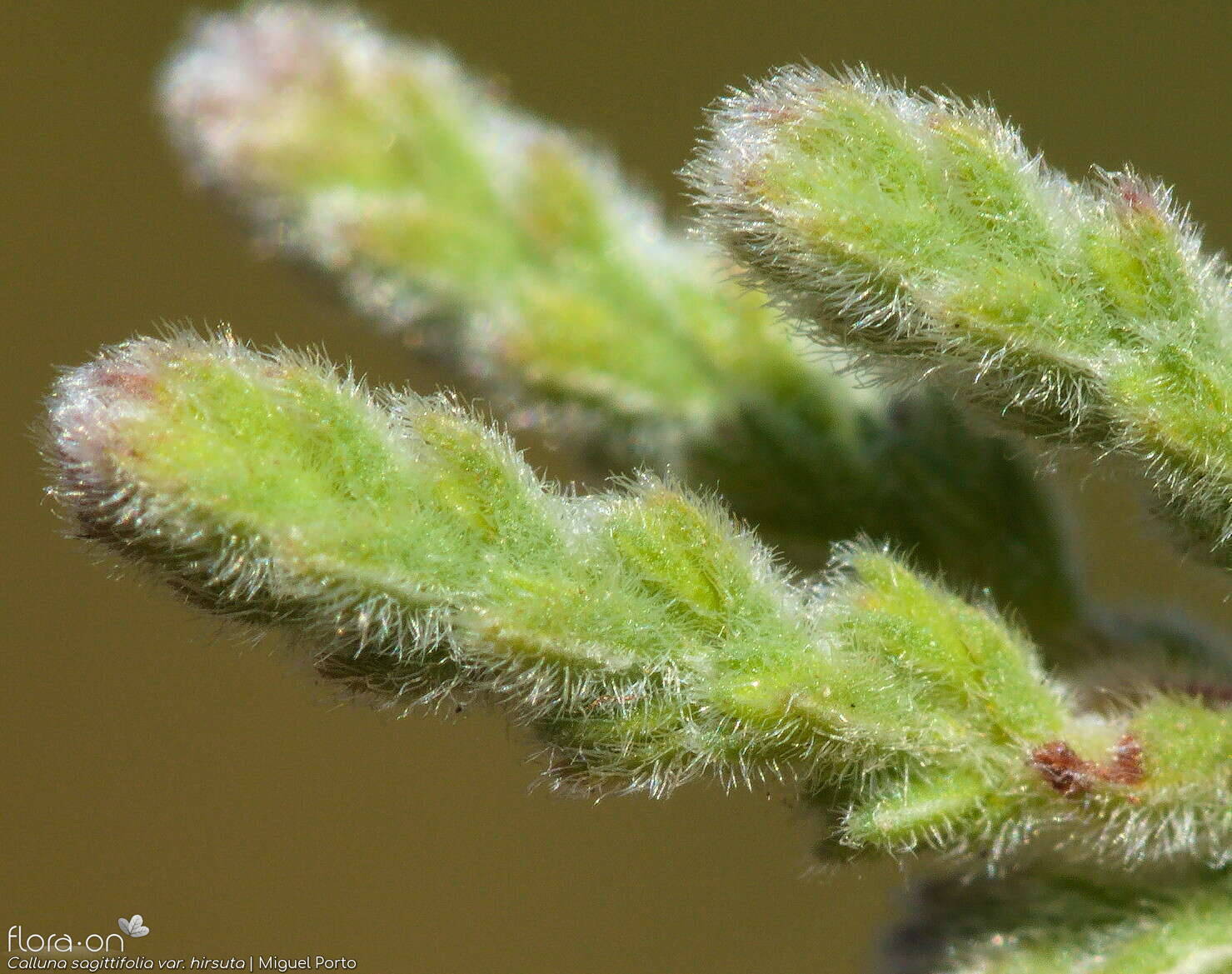 Calluna sagittifolia hirsuta - Folha | Miguel Porto; CC BY-NC 4.0