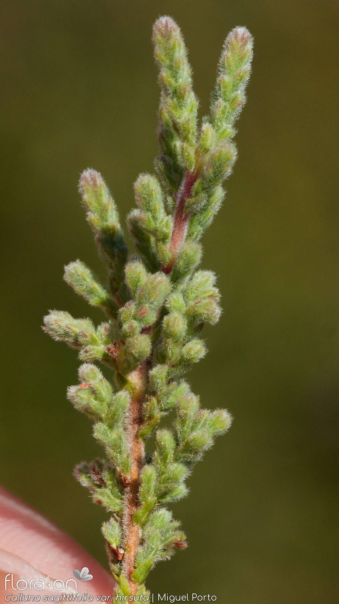 Calluna vulgaris - Folha (geral) | Miguel Porto; CC BY-NC 4.0