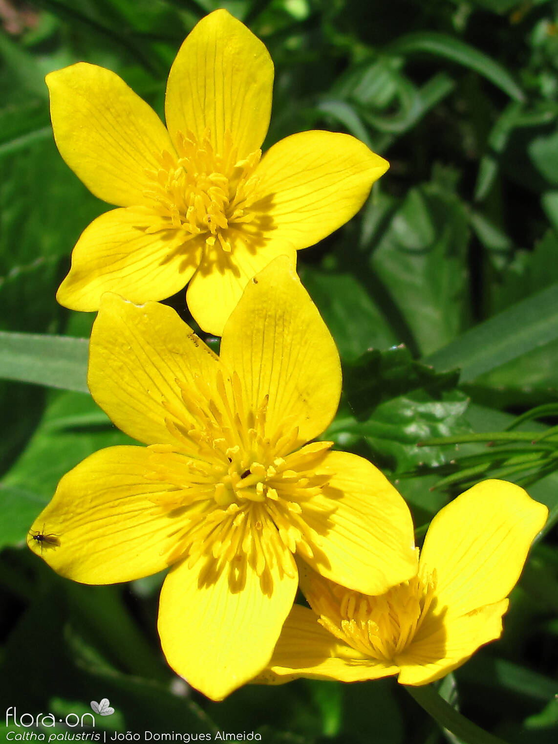 Caltha palustris