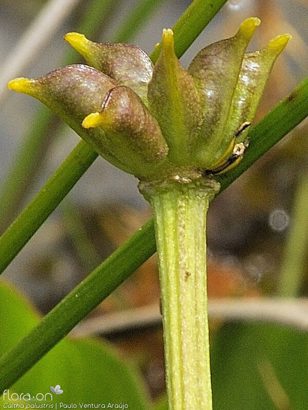 Caltha palustris - Fruto | Paulo Ventura Araújo; CC BY-NC 4.0