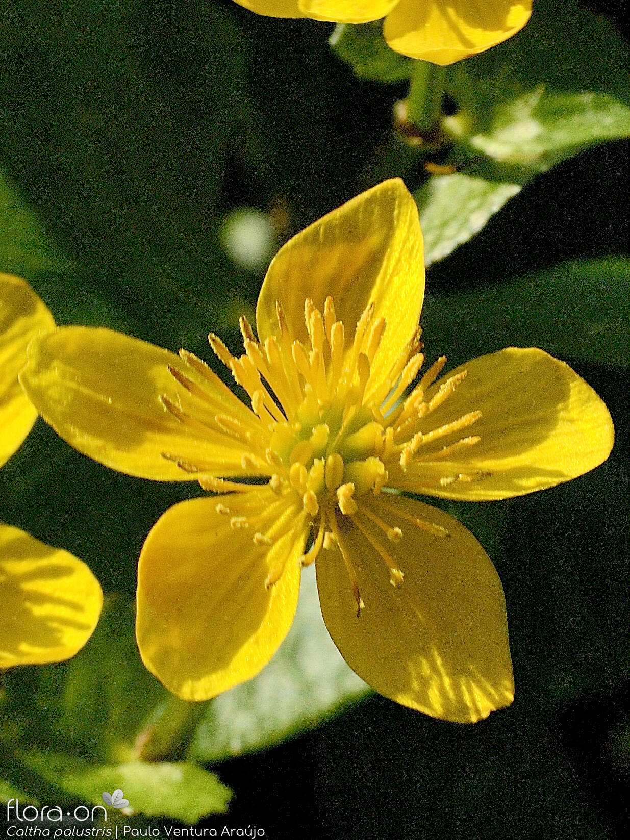 Caltha palustris - Flor (close-up) | Paulo Ventura Araújo; CC BY-NC 4.0