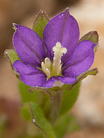 Campanulaceae