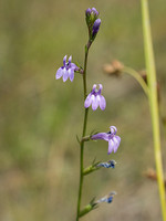 Campanulaceae