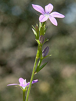 Campanulaceae