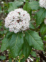 Caprifoliaceae