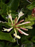 Caprifoliaceae