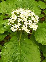 Caprifoliaceae