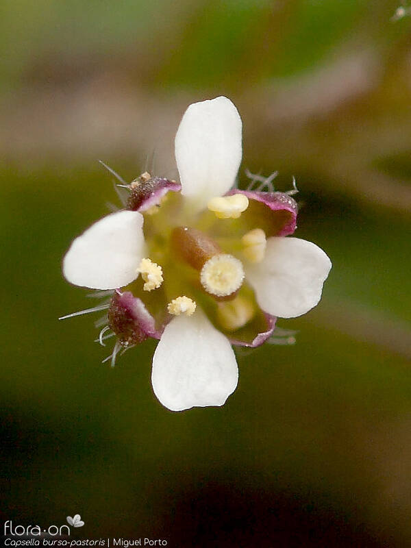 Capsella bursa-pastoris - Flor (close-up) | Miguel Porto; CC BY-NC 4.0