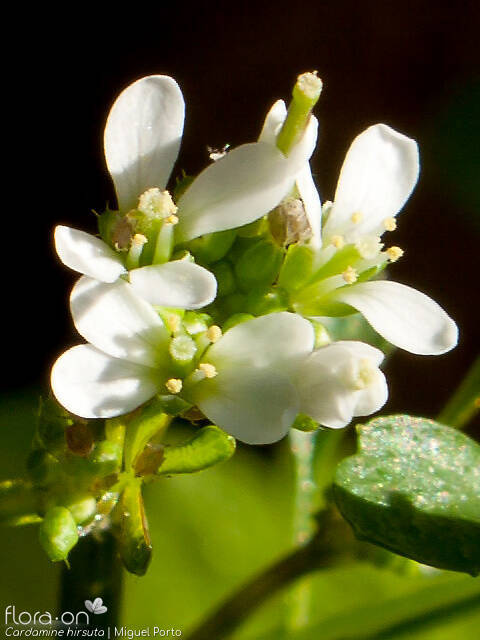 Cardamine hirsuta - Flor (close-up) | Miguel Porto; CC BY-NC 4.0