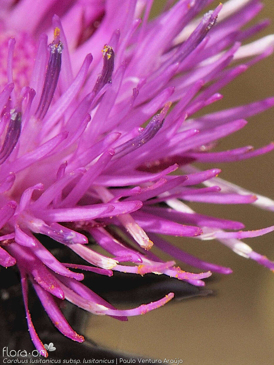 Carduus lusitanicus - Flor (close-up) | Paulo Ventura Araújo; CC BY-NC 4.0