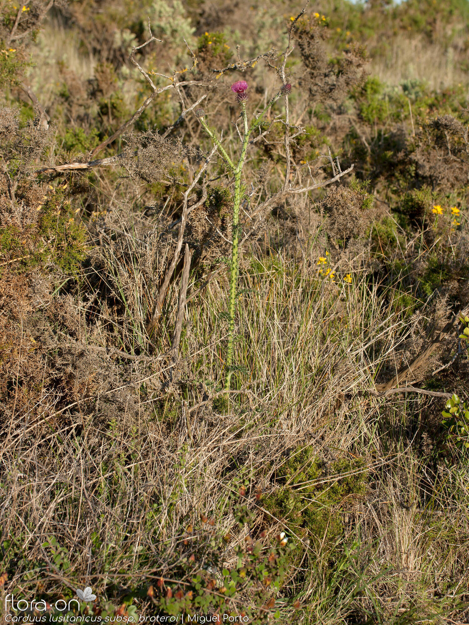 Carduus lusitanicus - Hábito | Miguel Porto; CC BY-NC 4.0