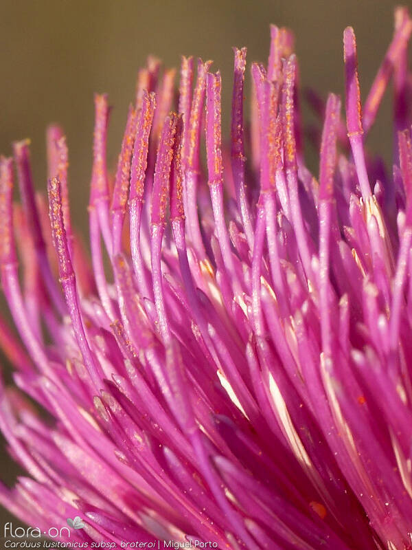 Carduus lusitanicus - Flor (close-up) | Miguel Porto; CC BY-NC 4.0