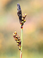 Carex asturica