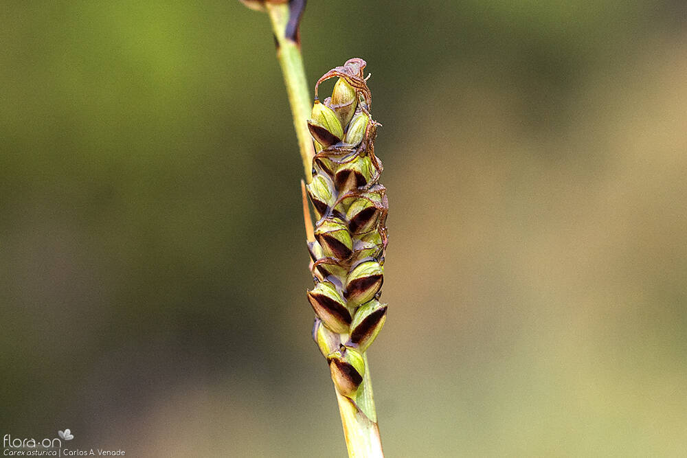 Carex asturica - Fruto | Carlos Venade; CC BY-NC 4.0