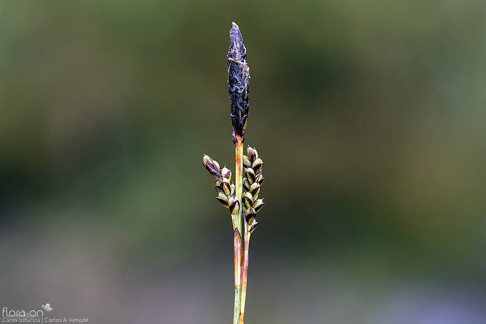 Carex asturica - Flor (geral) | Carlos Venade; CC BY-NC 4.0