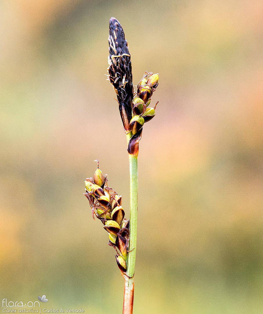 Carex asturica - Flor (geral) | Carlos Venade; CC BY-NC 4.0