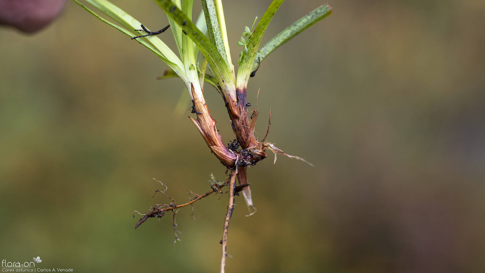 Carex asturica - Raiz | Carlos Venade; CC BY-NC 4.0